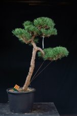 Pinus sylvestris Watereri NIW.15
