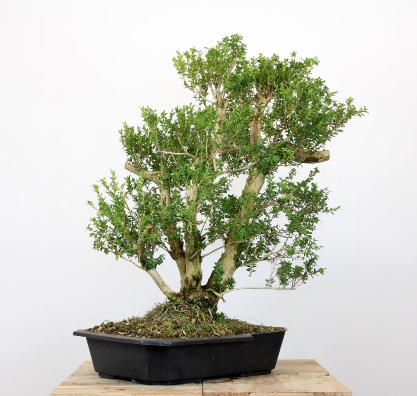 Buxus sempervirens #01