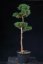 Pinus sylvestris Watereri NIW.16