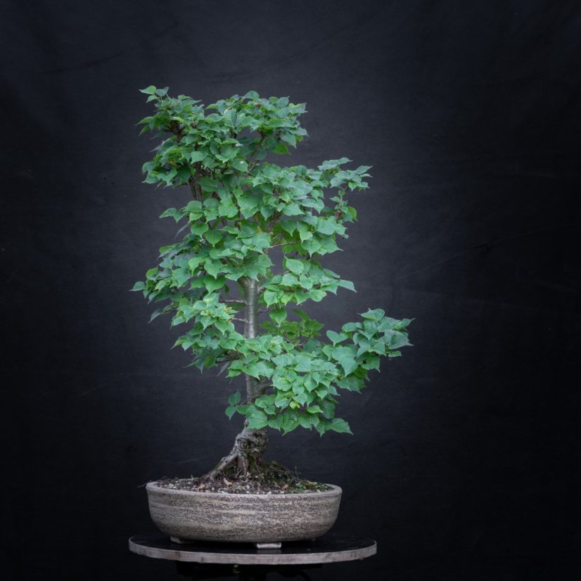 Tilia cordata Komsta #02