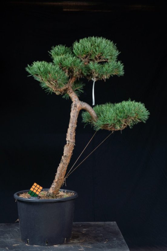 Pinus sylvestris Watereri NIW.15