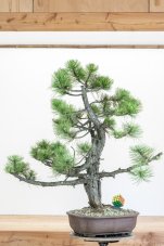 Pinus nigra#05