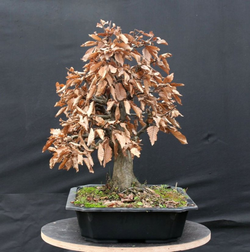 Carpinus betulus #07