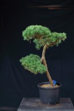 Pinus sylvestris Watereri NIW.20