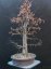 Carpinus betulus #06