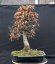 Carpinus betulus #11