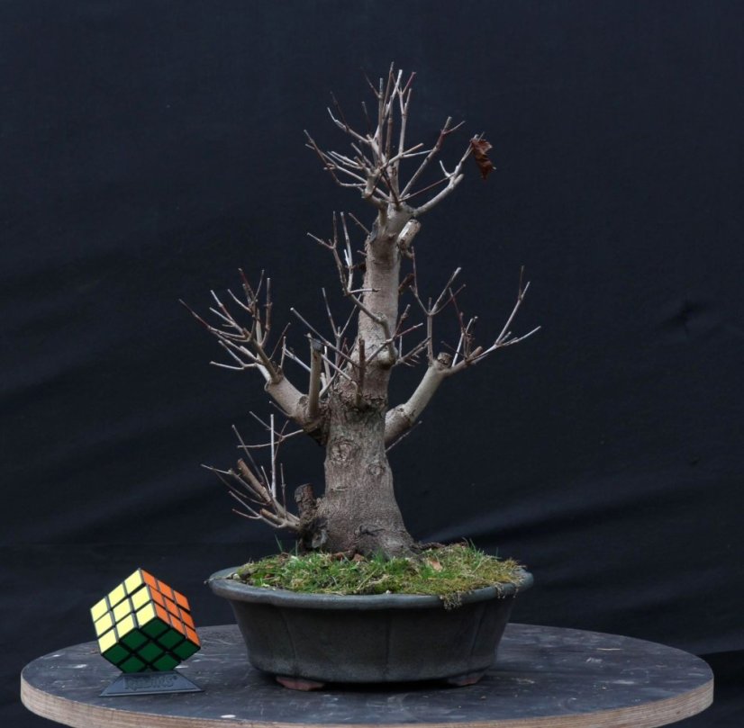Acer tatar. ginnala #02