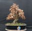 Carpinus betulus #07