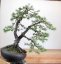 Pinus sylvestris #07