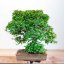 Carpinus orientalis no.2