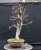 Carpinus betulus #10