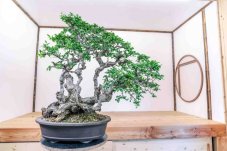 Carpinus orientalis no.4