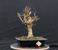 Acer campestre #06