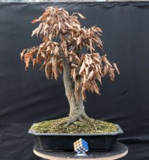 Carpinus betulus #08