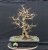 Acer campestre #05