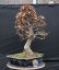 Carpinus betulus #11
