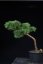 Pinus sylvestris Watereri NIW.14
