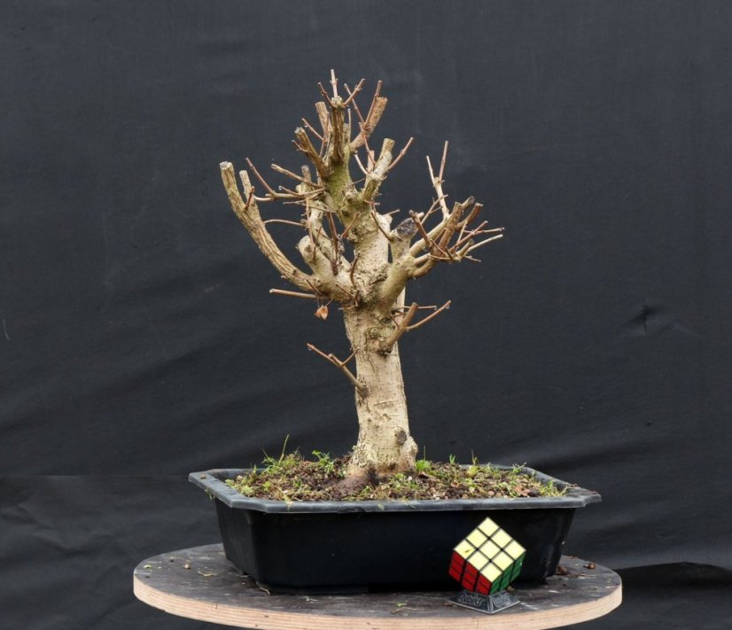 Acer campestre #06
