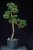 Pinus sylvestris Watereri NIW.6
