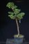 Pinus sylvestris Watereri NIW.19
