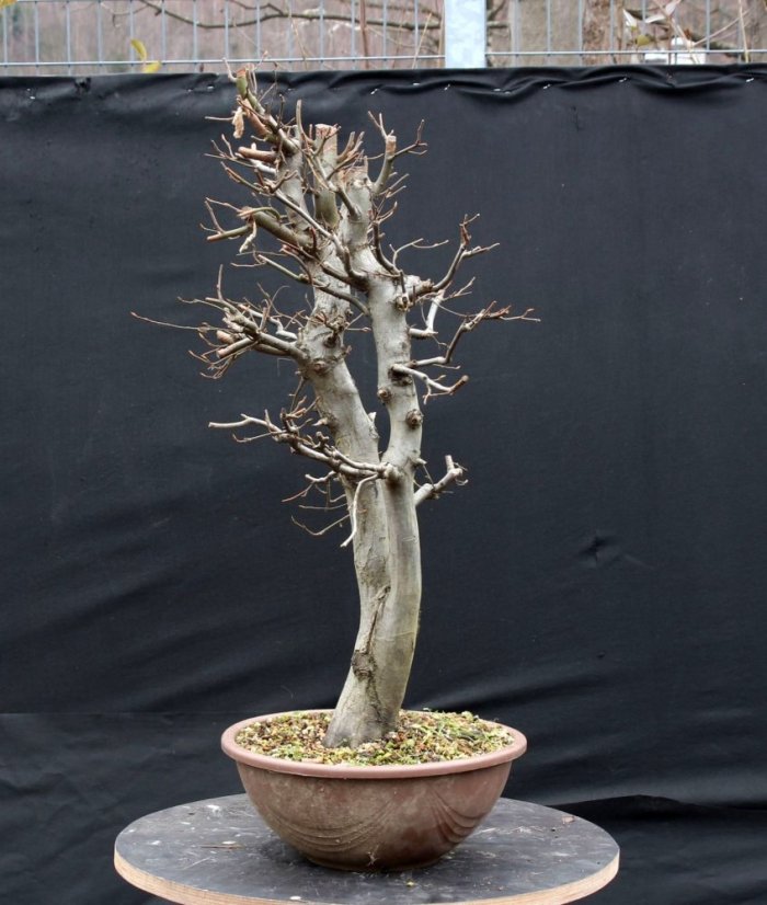 Carpinus betulus #10