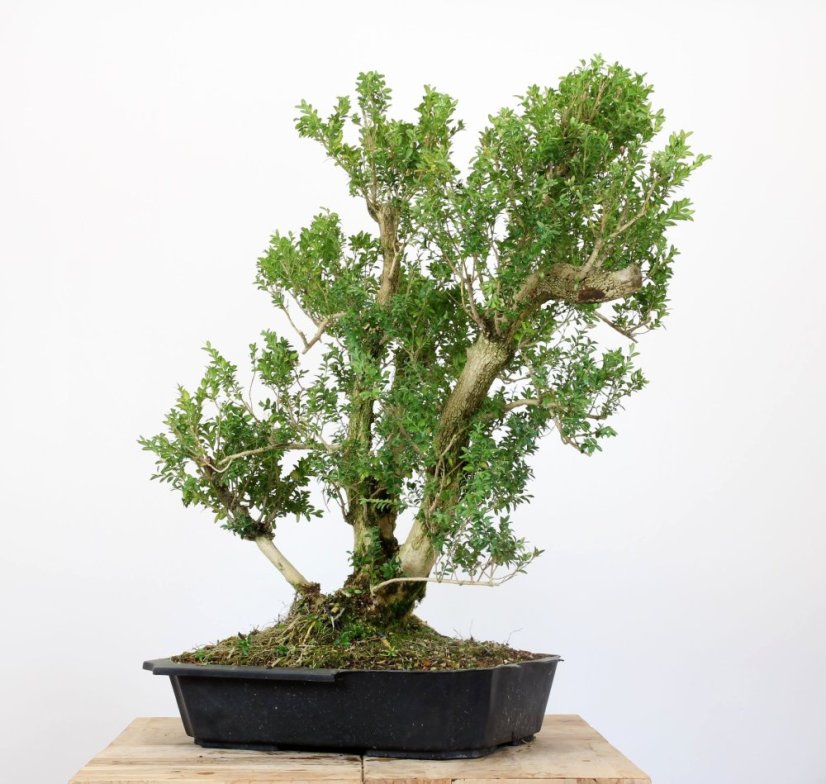 Buxus sempervirens #01
