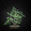 Pinus sylvestris #03