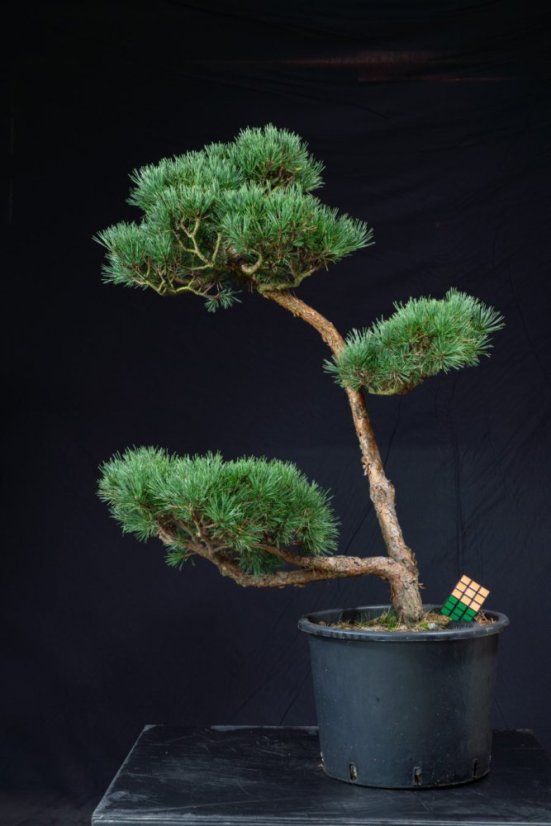 Pinus sylvestris Watereri NIW.1