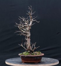 Acer tatar. ginnala #01