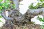 Carpinus orientalis no.1