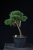 Pinus sylvestris Watereri NIW.13