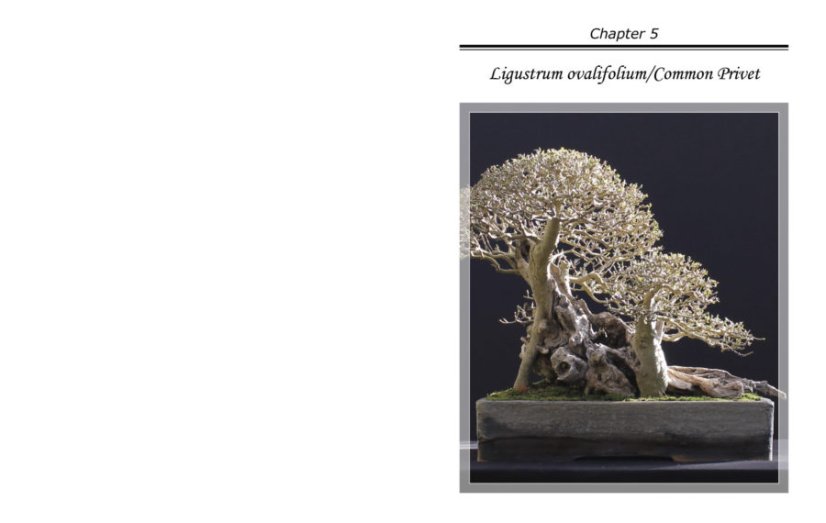 Bonsai Inspirations 1 - Harry Harrington