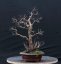 Acer tatar. ginnala #01