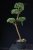 Pinus sylvestris Watereri NIW.16
