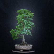 Tilia cordata Komsta #02