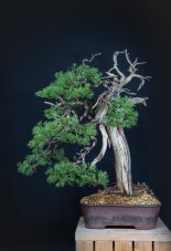 Juniperus sabina #04-  CENA NA VYŽÁDÁNÍ / PRICE ON REQUEST
