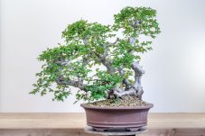 Carpinus orientalis no.1