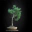 Larix decidua #09