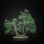 Pinus sylvestris #03