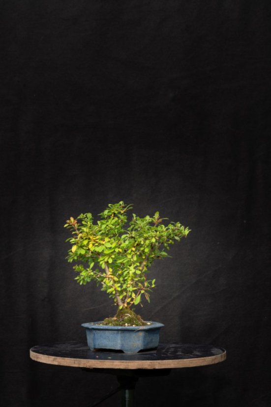 Berberis vulgaris DR01