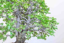 Carpinus orientalis no.3