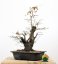 Carpinus betulus #12