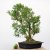 Buxus sempervirens #01