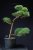 Pinus sylvestris Watereri NIW.1