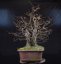 Carpinus betulus #03