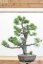 Pinus nigra#05