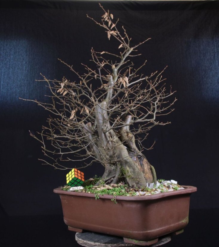 Carpinus betulus #03