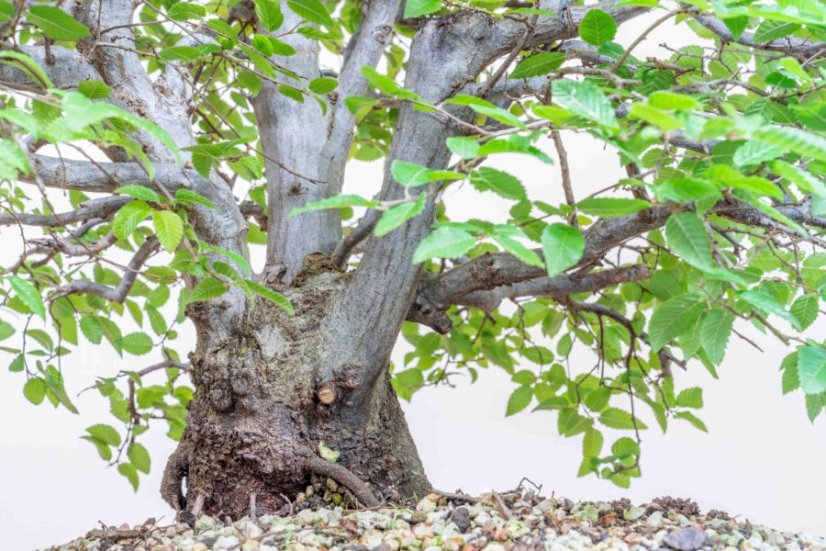 Carpinus orientalis no.3