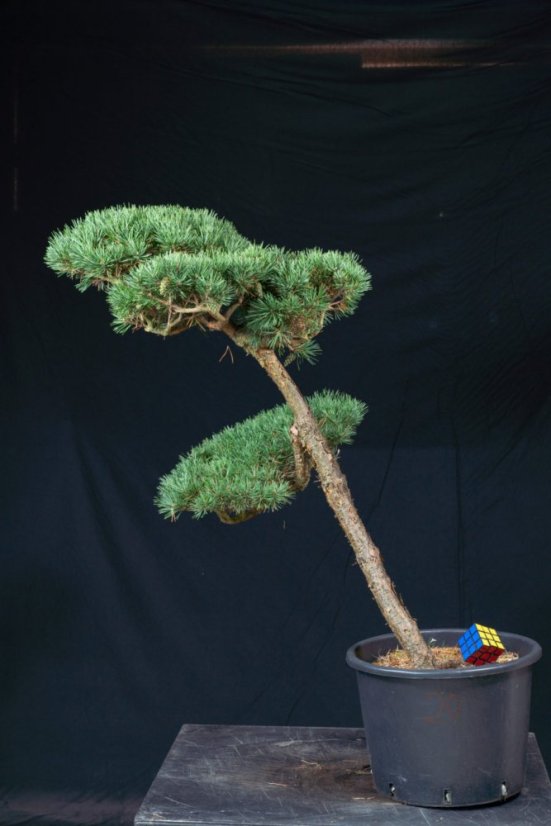 Pinus sylvestris Watereri NIW.20