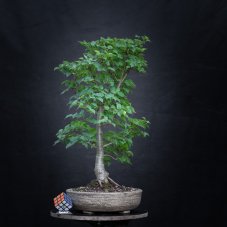 Tilia cordata Komsta #02